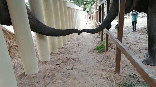 Lonely no more: Kaavan, the elephant, makes a new friend in Cambodia